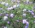 autumn asters(74kb)