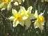 daffodils (30kb)