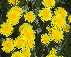 dandelion flowers (65kb)