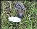 small hedgehog (121kb)