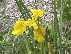yellow iris (48kb)