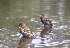 Sparrows take a bath at a puddle (44kb)