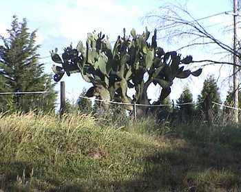 cactus.jpg - 0 Bytes
