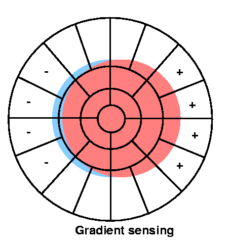 Gradient sensing